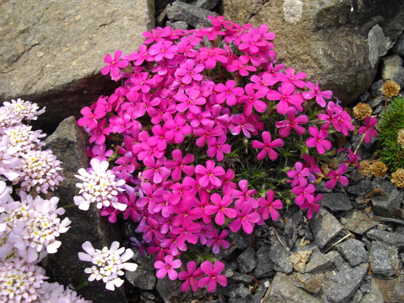Phlox douglasii'Crackerjack'